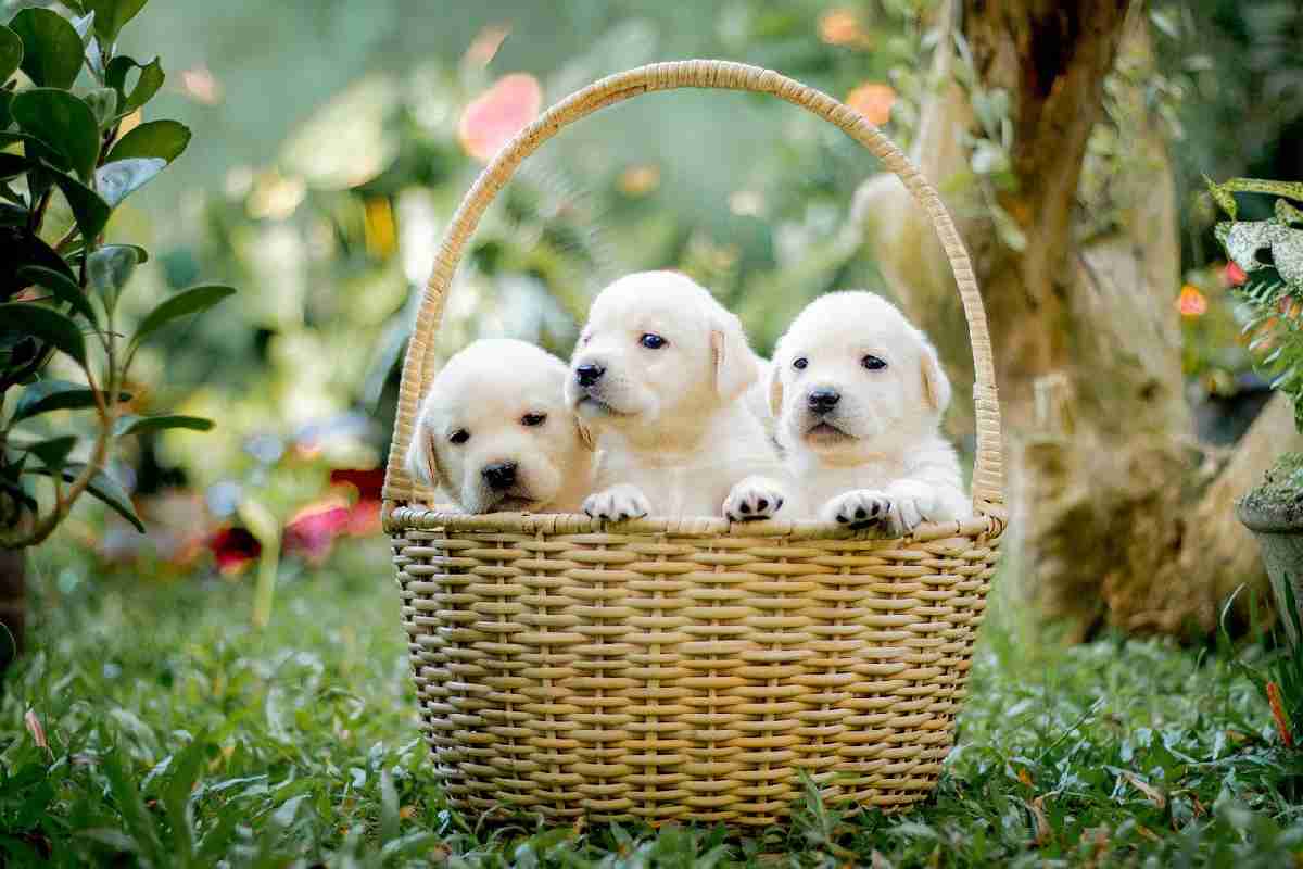 Tre cuccioli di labrador dentro a un cestino
