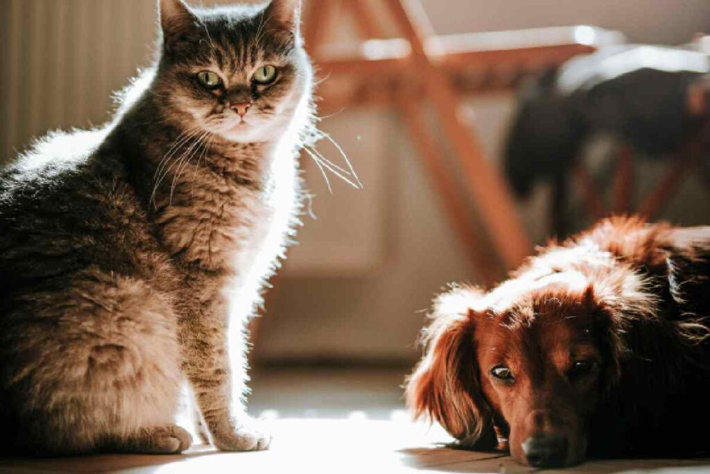 Cane e gatto