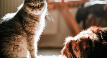 La preferenza per cane o gatto può rivelare qualcosa delle proprie idee politiche? Ecco cosa dice lo studio