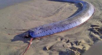 Pesce Remo avvistato in Messico, cos’è e perché non è un buon segno