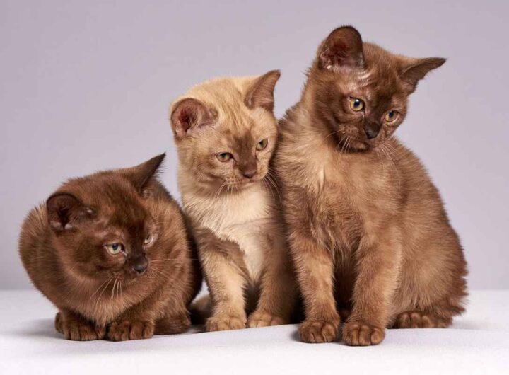 Tre gatti